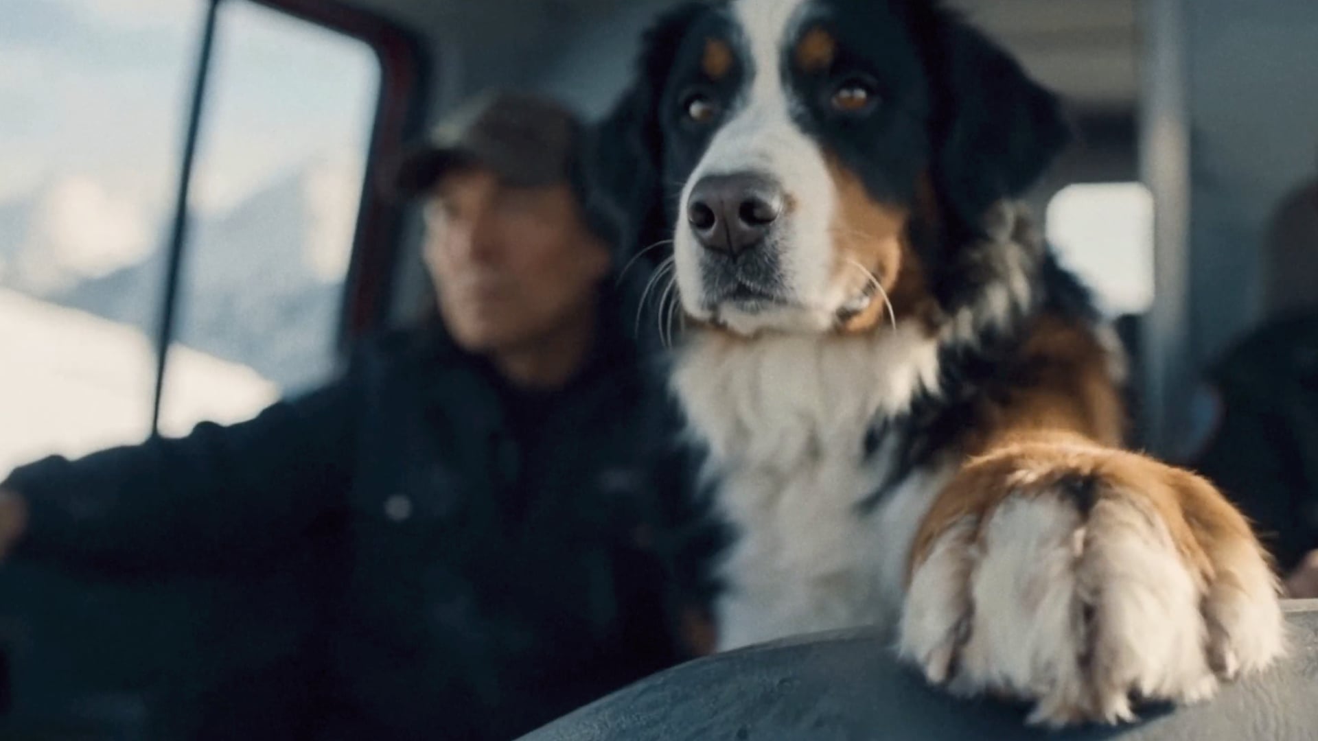 Bernese mountain dog riding inside a snowcat in the AI-produced Adrenaline Junkies commercial