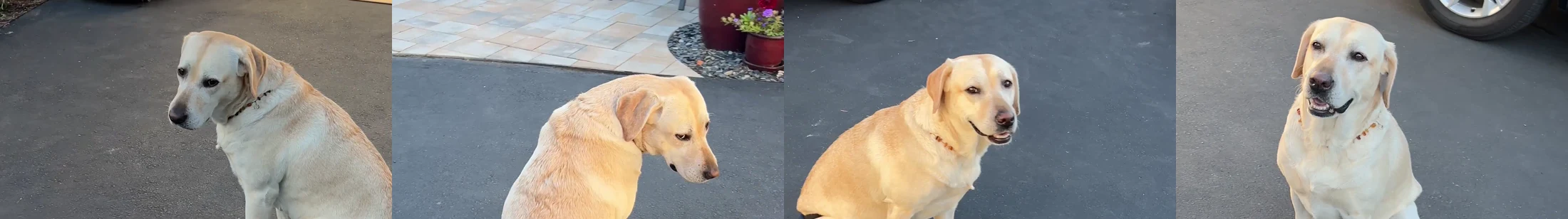 Four frames showing a handheld phone camera moving around a seated Labrador as a motion reference