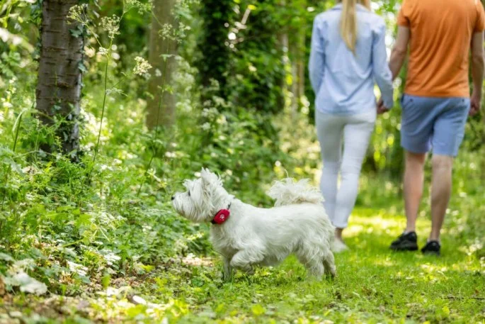 West Highland terrier wearing a red PitPat GPS tracker while its owners walk nearby